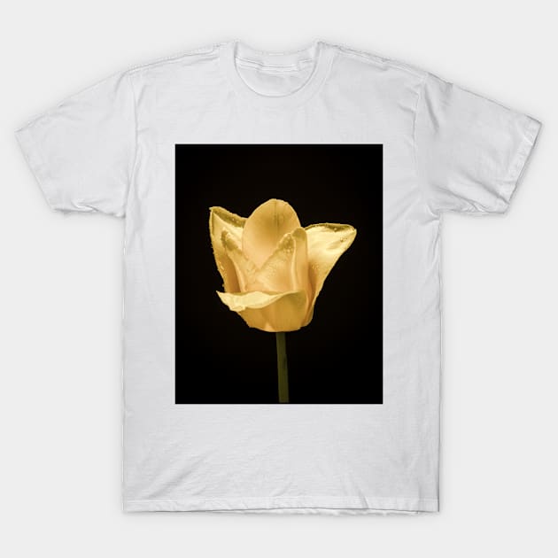 Tulip In Profile 6 T-Shirt by Robert Alsop